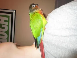 formally introducing my new conure :D