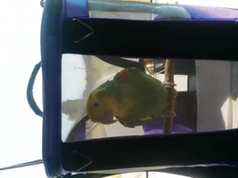 Pak o Bird or Birdie Go Go?