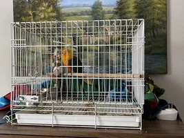 New jenday, need help with aggression