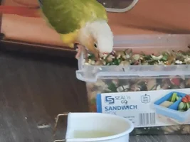 Matya enjoying her chop