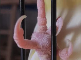 Help! Is there something Wrong With my Birds Foot????