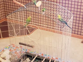 Two egg laying budgies.