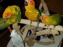 Texas Tiels Thread.