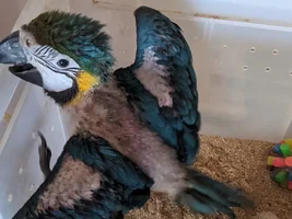 left hold the baby(macaw)