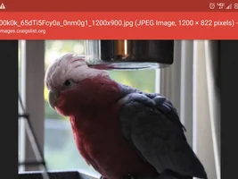 Potentially adopting a "complicated" galah