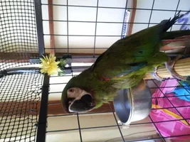 Mariar's old Parrot Forums Photos