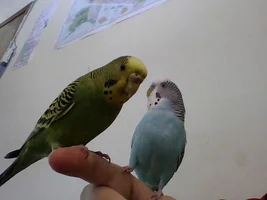 Official budgie photo thread!