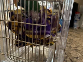 Larger parrot issues
