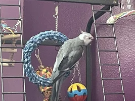 What's Your Parrot Up To Today?