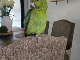 8 Weeks old baby Amazon?