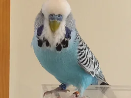 Send your budgie photo!