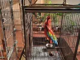 Green winged macaw afraid of his new cage .Help me please