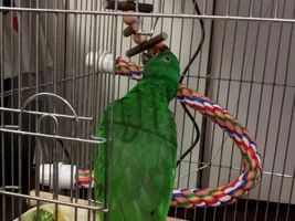 Urgent Rehoming to Us