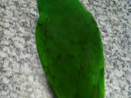 Black on wings/feathers