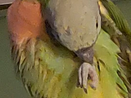 Hello