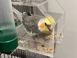 Rehoming healthy 1 year old tamed cockatiel with fees (Singapore)
