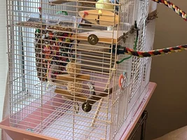What happened to her beak?