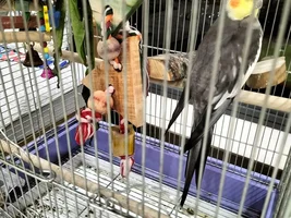 Transfer a male cockatiel
