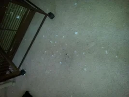 feathers everywhere?