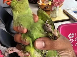 Found a Parakeet