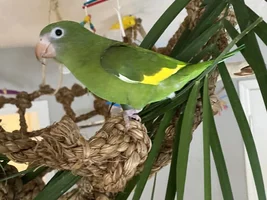 A scalped budgie and a baby Brotogeris parakeet ...what a full day!