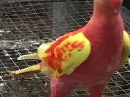 Banned!