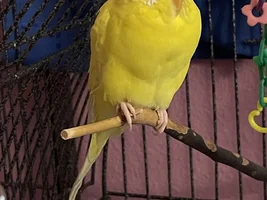 Cricket’s thread!