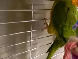 New Conure Owner Needing Advice