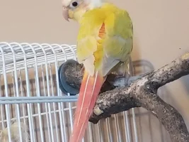 new conure trouble