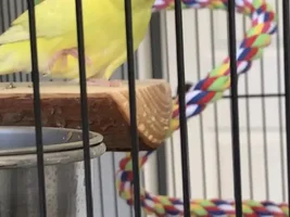 Dirty Beak due to food accumulation