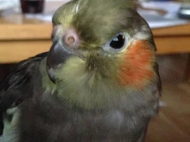 Hello!