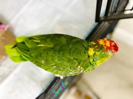 New Flock Member - Amazon
