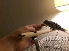 New Budgie taming