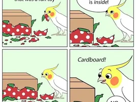 The best Bird meme!!