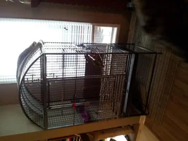 FRULI our Pinapple GCC .. New cage..opinions