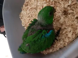 Please Meet Jasper : )