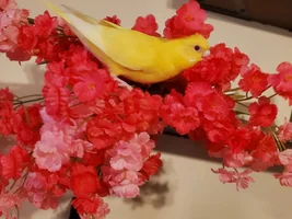Bunch of cute Budgies