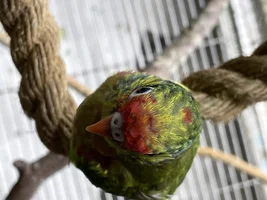 A sweet little birdie called Lovejoy 💖