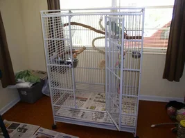 Looks like I'm adopting an Eclectus............