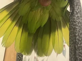 Please help - laying egg ???