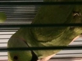 How old is my IRN?