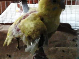 My bird might be injured - Please help me out