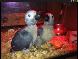 pics of my new baby Zazu