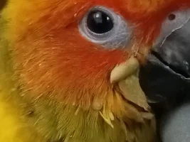 Something thick in my sun conure cheek
