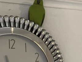 Help with taming ringneck