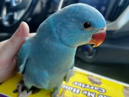 New Parrot Mom here