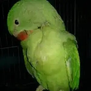 tania
