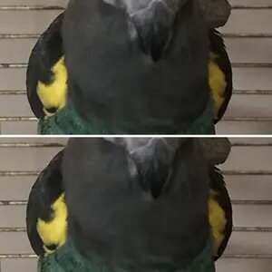 WhatamiFlowerplease