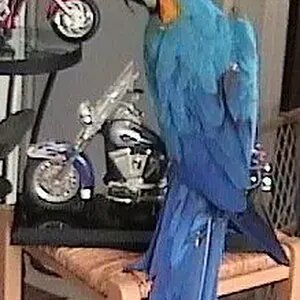 blueNgoldGypsy