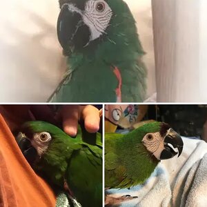 PJ